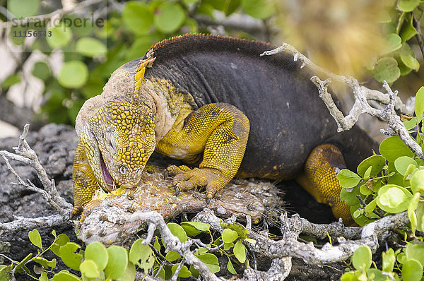 Ecuador  Galapagos Inseln  Galapagos Landleguan  Conolophus subcristatus