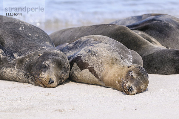 Ecuador  Galapagos Inseln  Santa Fe  Galapagos Seelöwen schlafen am Strand