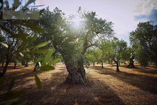 Italien  Apulien  Olivenbäume im Gegenlicht