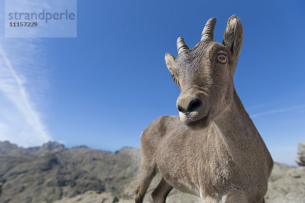 Spanien  Sierra de Gredos  Westspanischer Steinbock