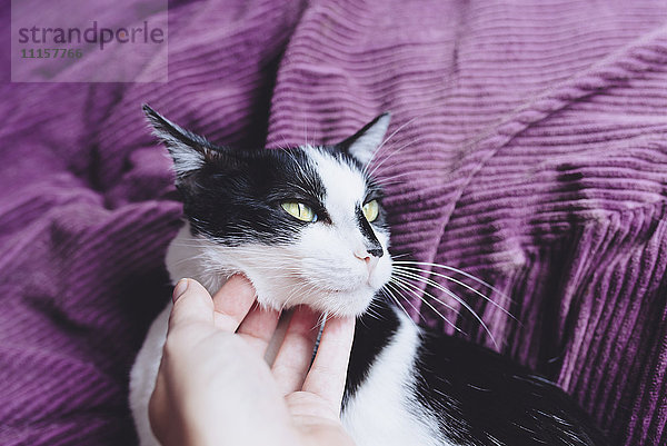 Frauenhand streichelt schwarz-weiße Katze