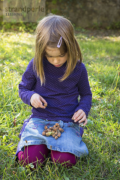 Kleines Mädchen  das Haselnüsse auf dem Schoß sammelt.