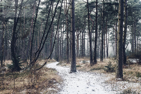 Dänemark  Hals  Küstenwald im Winter
