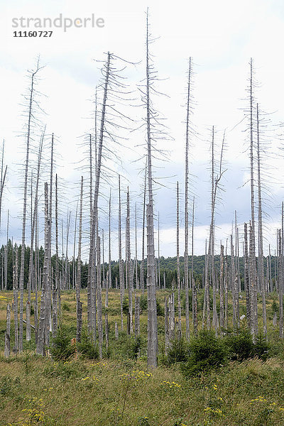 Deutschland  Harz  Brocken  tote Bäume