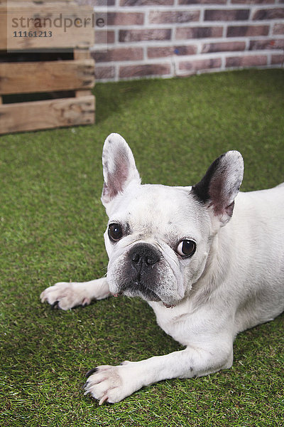 Porträt einer französischen Bulldogge auf Gras