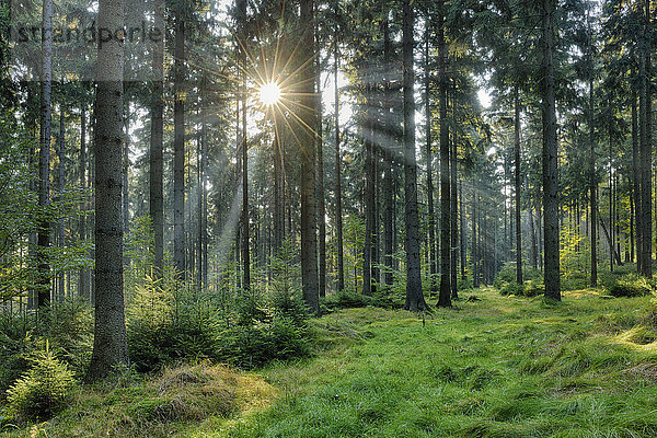 Deutschland  Wald im Nationalpark Sächsische Schweiz