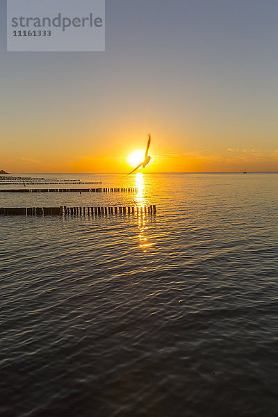 Sonnenuntergang an der Ostsee mit Silhouette der fliegenden Möwe