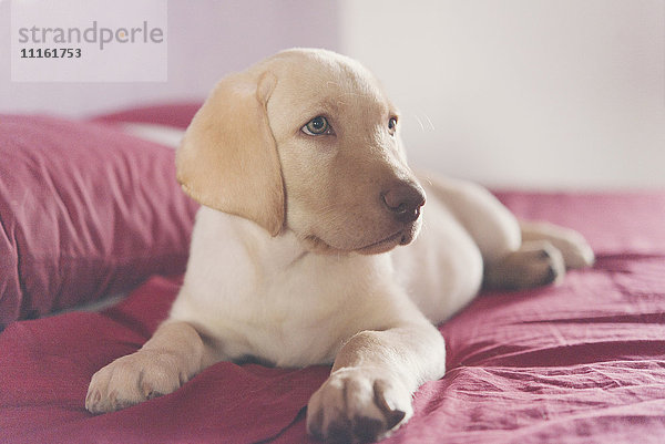 Labrador Retriever Welpe auf dem Bett liegend