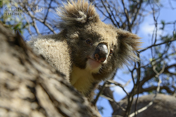 Australien  Porträt des Koalas