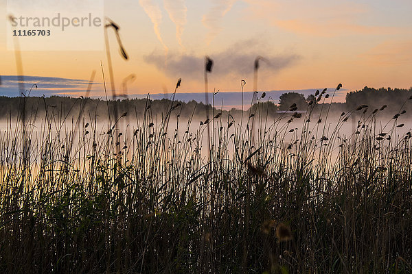 Silhouette von hohem Gras am nebligen See