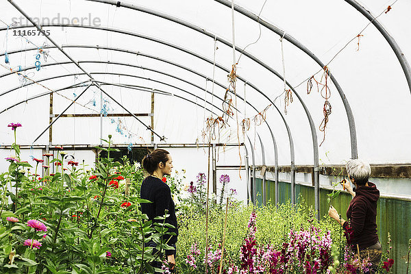 Zwei Personen arbeiten in einem Polytunnel voller blühender Pflanzen in einer kommerziellen Blumenschule.
