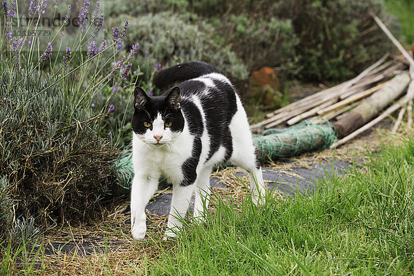 Eine schwarz-weiße Katze geht einen Gartenweg entlang.