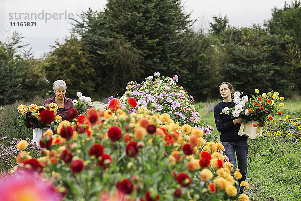 Zwei Personen arbeiten in einer Bio-Blumengärtnerei  schneiden Blumen für Blumenarrangements und kommerzielle Aufträge.