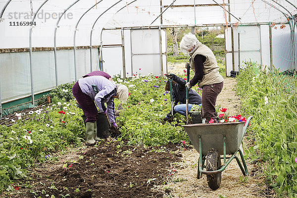 Vier Personen  Frauen  die in einem Polytunnel arbeiten und Pflanzen aus dem Boden räumen.