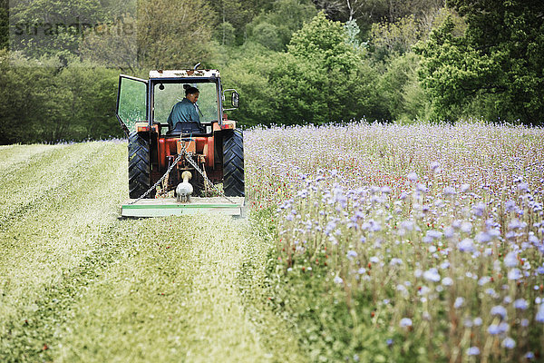 Ein Traktor beim Mähen einer Grasernte und einer Wildblumenwiese.
