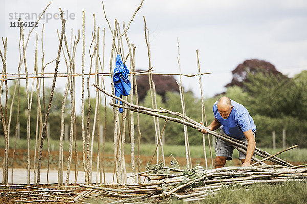 Ein Mann  der einen Rahmen aus Erbsenstäbchen für den Anbau von Gemüse auf einer Bio-Gemüsefläche herstellt.
