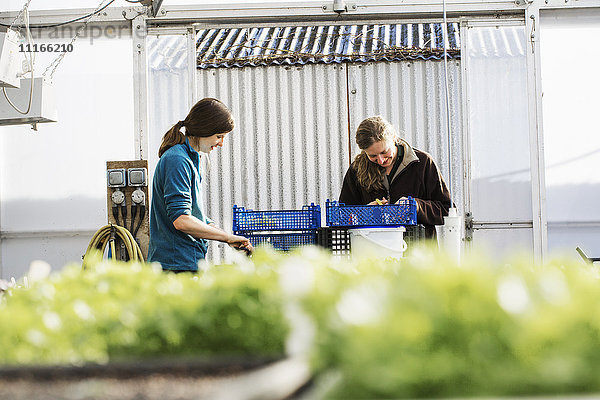 Zwei Personen schneiden und verpacken in einem Polytunnel Salatblätter und frische Produkte aus dem Gemüsegarten.