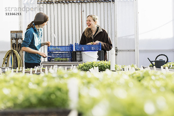 Zwei Personen schneiden und verpacken in einem Polytunnel Salatblätter und frische Produkte aus dem Gemüsegarten.