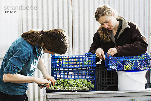 Zwei Personen schneiden und verpacken in einem Polytunnel Salatblätter und frische Gemüsegartenprodukte zur Verteilung.