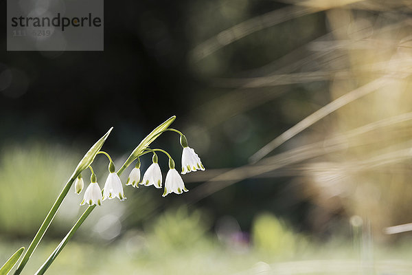 Kleine weiße Blüten auf grünem Stiel. Schneeglöckchen.