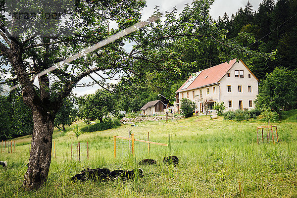 Schafe auf einem Feld in der Nähe des Hauses