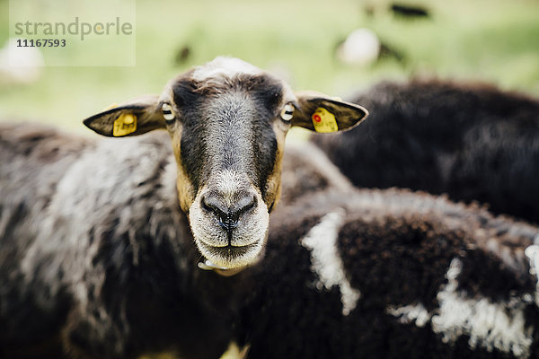 Porträt eines Schafes mit Markierungen in den Ohren