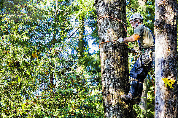 Mann mit Klettergurt klettert auf Baum