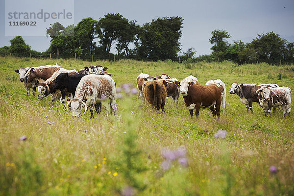Herde von englischen Longhorn-Rindern auf einer Weide.