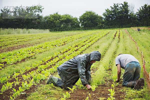 Zwei Männer knien auf einem Feld und kümmern sich um kleine Pflanzen in Reihen.