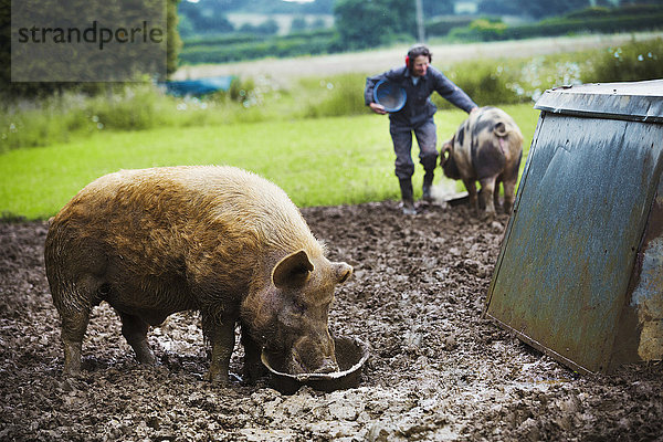 Ein Schwein  das aus einem Eimer frisst  im Hintergrund eine Frau und ein Schwein.