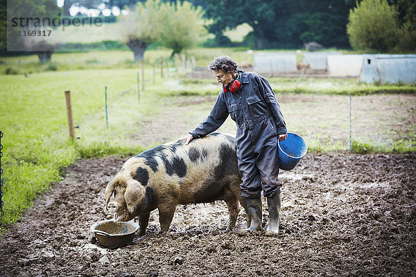 Eine Frau stand neben einem Schwein  das aß  und hielt einen Eimer.