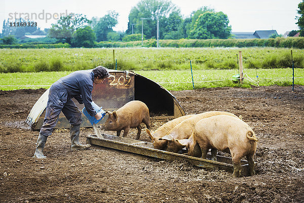 Eine Frau schüttet einen Eimer in einen Trog für eine Gruppe Schweine.