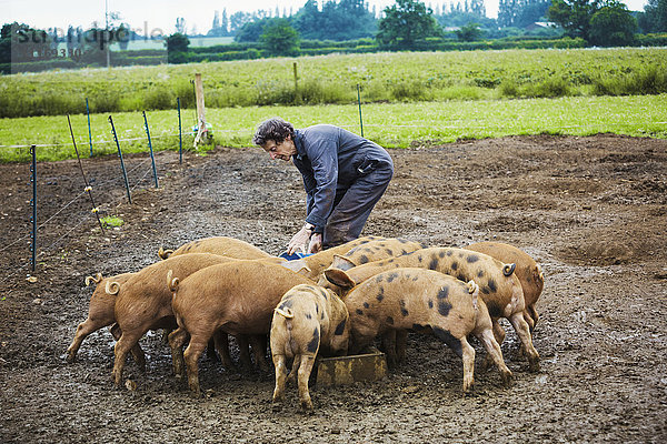 Eine Frau füllt in einem schlammigen Feld einen Futtertrog für eine Gruppe Schweine.