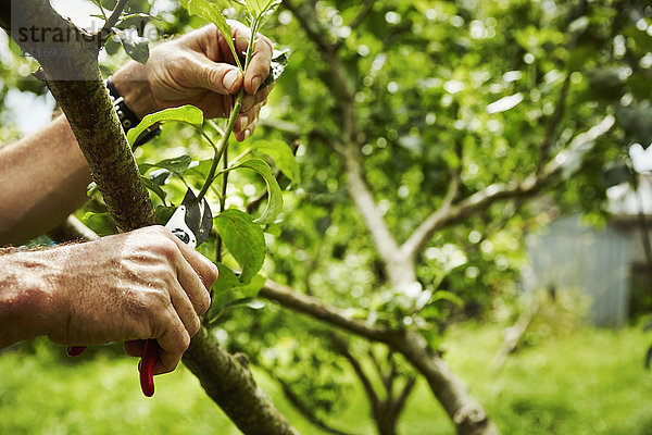 Ein Gärtner beim Beschneiden von Obstbäumen mit einer Gartenschere.