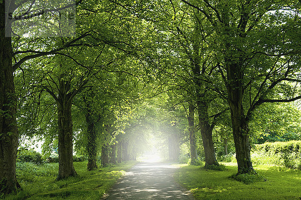 Eine Allee von Bäumen im Sommerlaub  und die Sonne scheint.