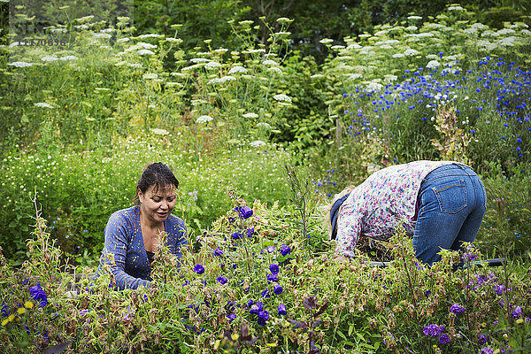 Zwei Frauen arbeiten in einem Blumenbeet und schneiden Pflanzen.