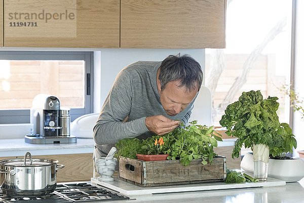 Reife Mann riechende Pflanze in der Küche