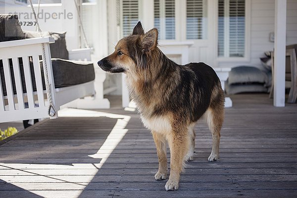 Hund auf der Veranda stehend