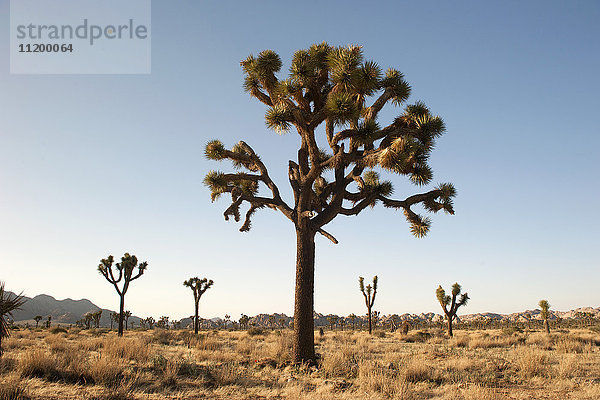 Joshua-Baum (Yucca brevifolia) wächst im Joshua Tree National Park  Kalifornien  USA