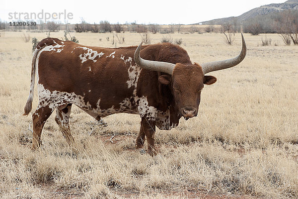 Texas Longhorn Stier
