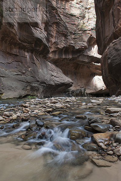 Flusslauf durch den Canyon im Zion National Park  Utah  USA