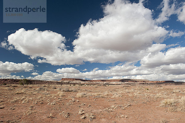 Wüstenlandschaft in New Mexico  USA