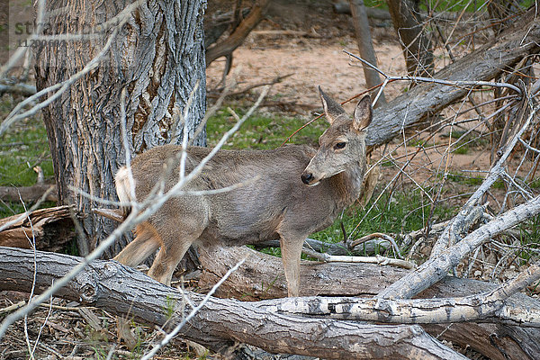 Hirsch im Zion Nationalpark  Utah  USA