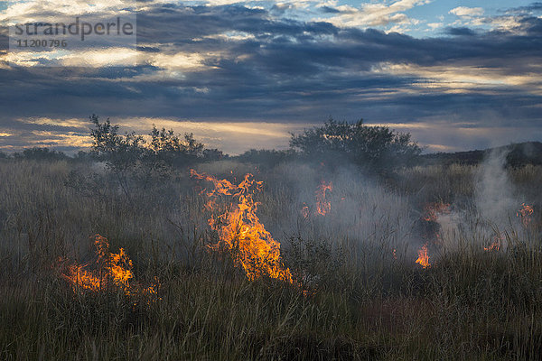 Feuer auf Grasfeld gegen bewölkten Himmel bei Sonnenuntergang  Newman  Westaustralien  Australien