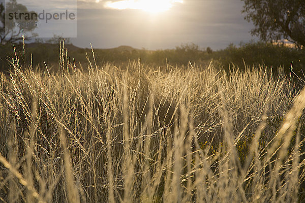 Gras wächst auf dem Feld gegen den Himmel bei Sonnenuntergang