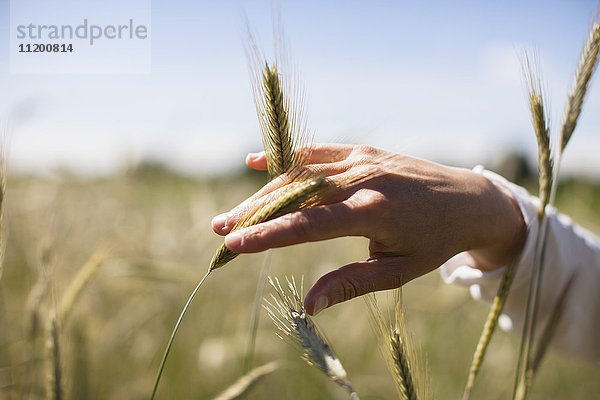 Abgeschnittenes Bild der Hand der Frau  die die Weizenernte auf dem Feld berührt.