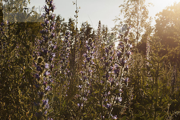 Violett blühende Pflanzen blühen auf dem Feld bei Sonnenschein