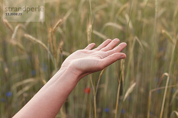 Abgeschnittenes Bild der Hand der Frau  die auf dem Feld gegen die Weizenernte gestikuliert.