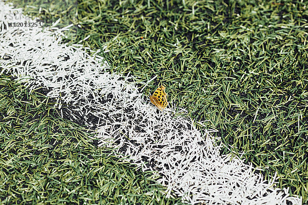 Hochwinkelansicht des Schmetterlings auf dem Fußballfeld