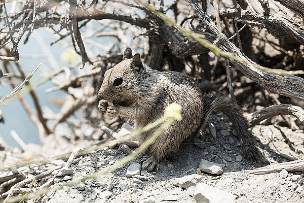 Kalifornien Boden Eichhörnchen essen Nuss unter gebrochenen Ästen am sonnigen Tag